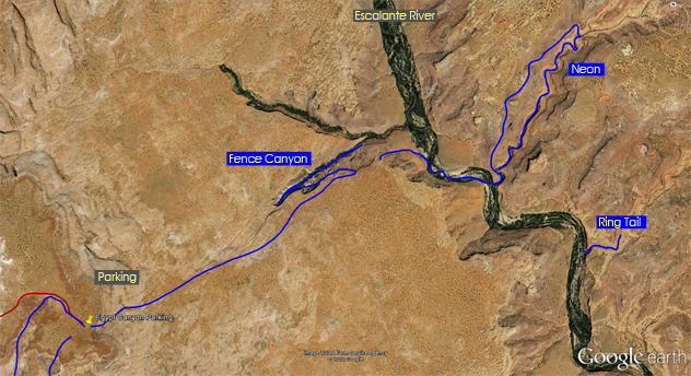 Escalante-neon-fence-ringtail.png